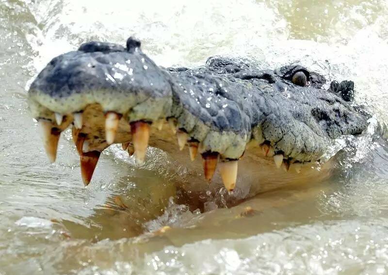 A man has survived being attacked by a saltwater crocodile at a Northern Territory waterhole. Photo by Alan Porritt.