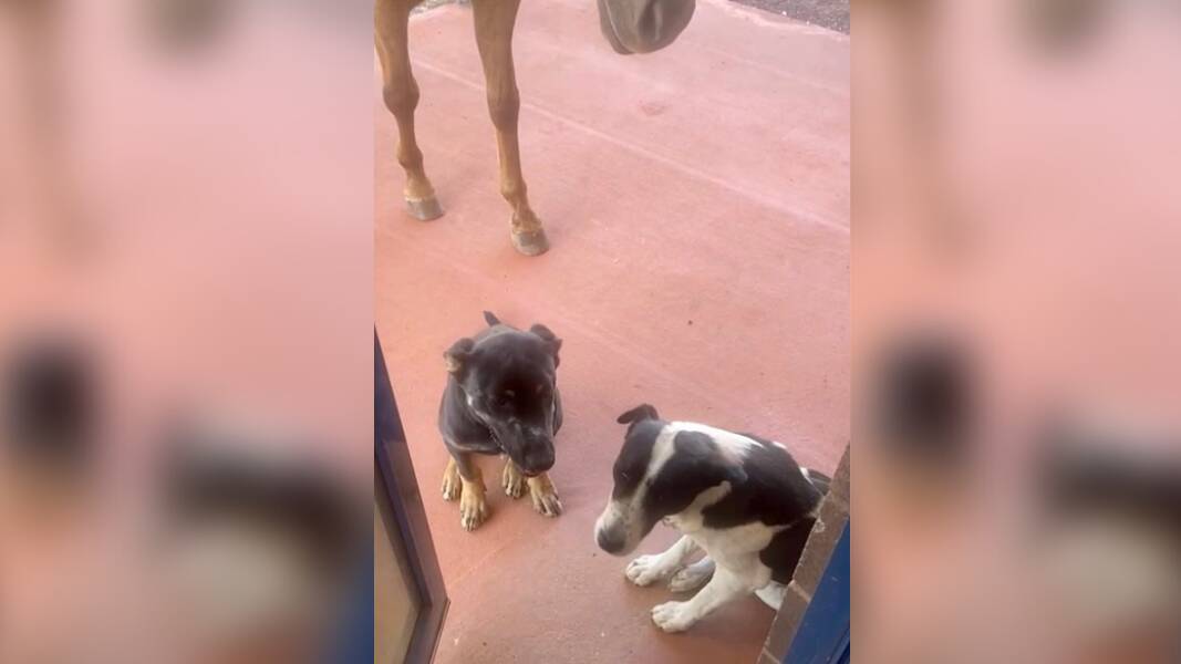 Local dogs and horses congregate at the entrance to NT medical centre. Picture by Michael Brazier.