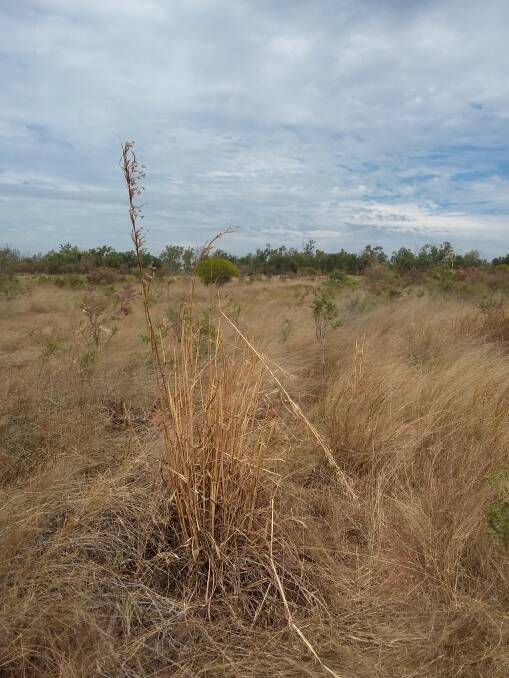 Native perennial grasses such as giant spear grass and northern cane grass are also big but they are nowhere near as bulky, gamba really stands out in the savannah landscape.