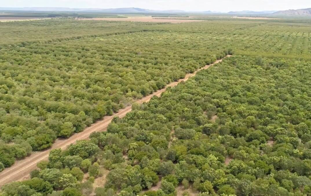 Quintis either owns or manages sandalwood plantations in WA, Northern Territory and Queensland. Picture from Quintis.