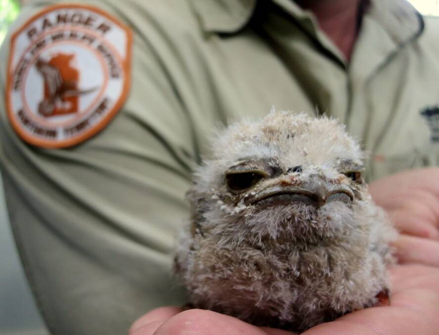 Many baby birds that are rescued by well-meaning people do not need assistance at all.