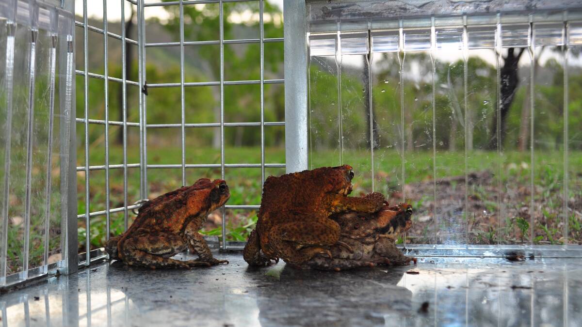 Cane toad trap uses the sun
