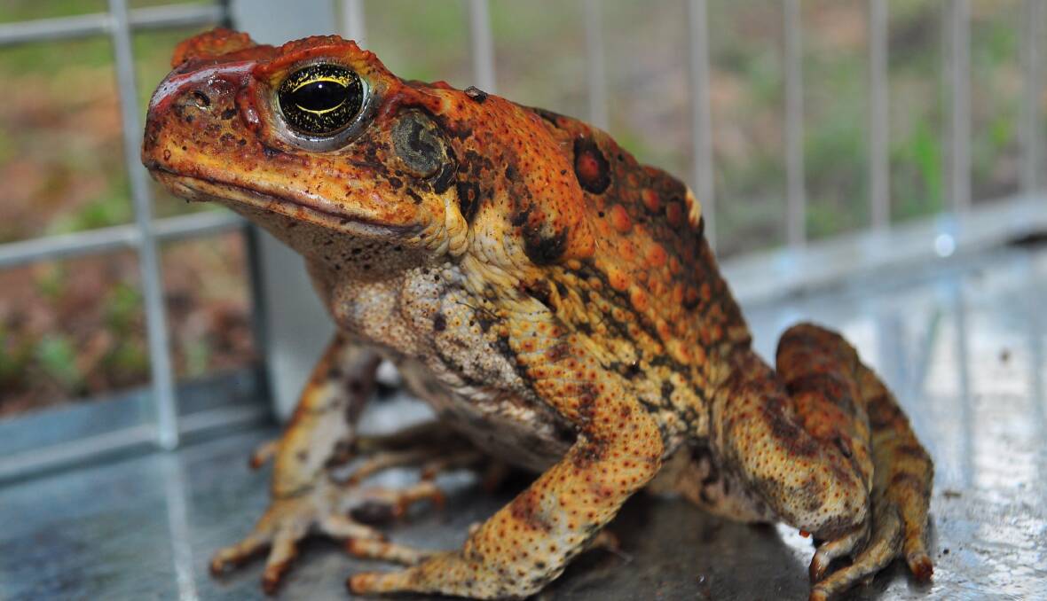 Cane toad trap attracts insects, which attract the loathsome toads.