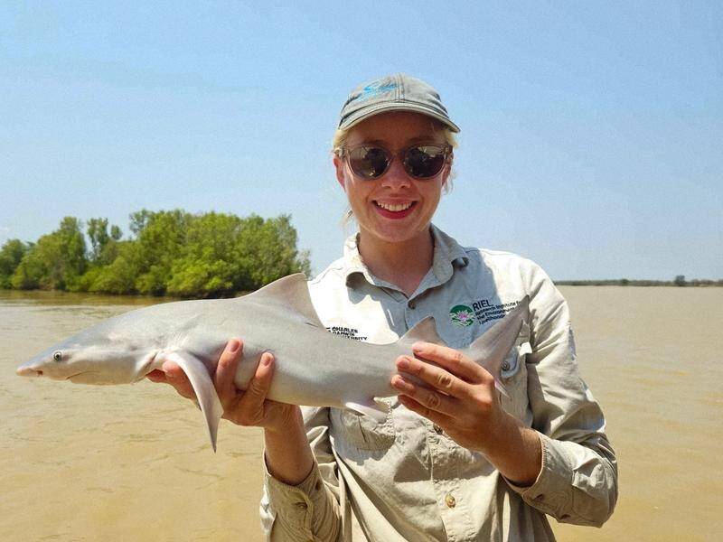 PhD candidate Julia Constance has been researching speartooth shark movements in the Roper River. (HANDOUT/CHARLES DARWIN UNIVERSITY)