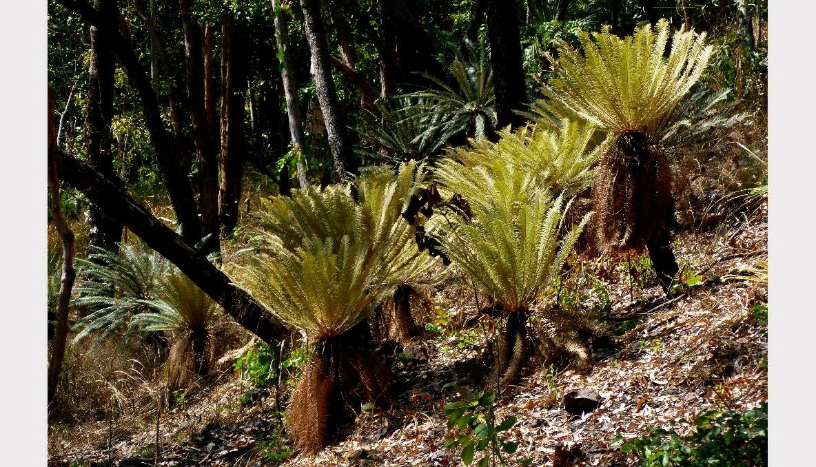Cycads have survived since the age of the dinosaurs.
